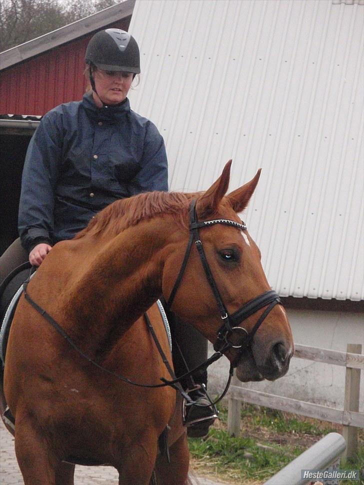 Anden særlig race Mia - <3 Himmelhest <3 - FHL FOTO. billede 9