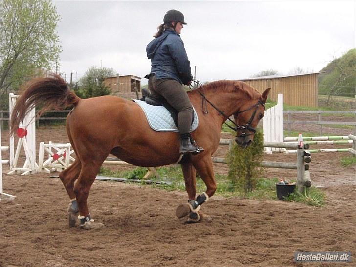 Anden særlig race Mia - <3 Himmelhest <3 - FHL FOTO. Spring 13. maj 2010 billede 11