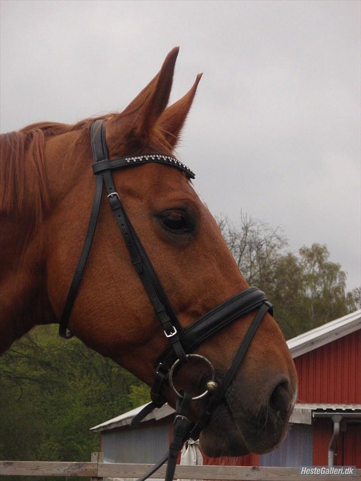 Anden særlig race Mia - <3 Himmelhest <3 - FHL FOTO. Spring 13. maj 2010 billede 14