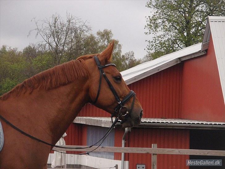 Anden særlig race Mia - <3 Himmelhest <3 - FHL FOTO. Spring 13. maj 2010 billede 15