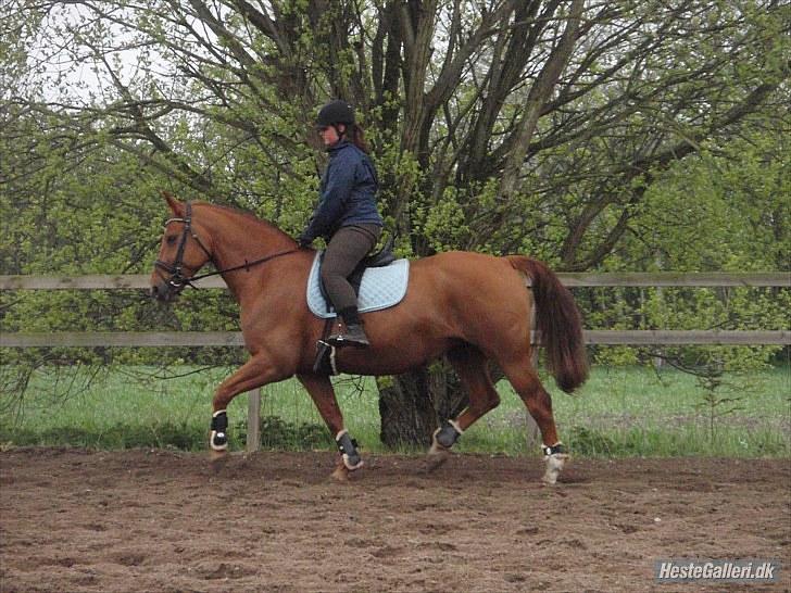 Anden særlig race Mia - <3 Himmelhest <3 - FHL FOTO. Spring 13. maj 2010 billede 16