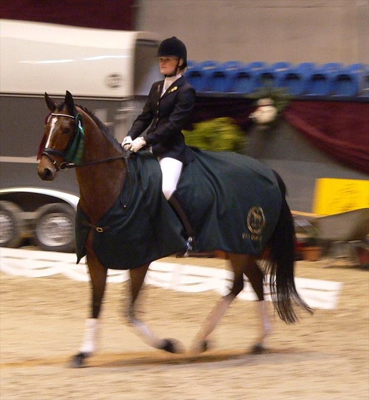 Dansk Varmblod Midt-West Madonna - På vej ind til præmieoverrækkelse i DRIF-cup 2009. billede 1
