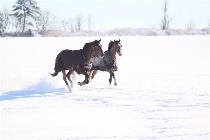 Dansk Varmblod Midt-West Madonna - Madonna og Shadow leger i sneen, januar 2010. billede 8