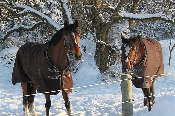 Dansk Varmblod Midt-West Madonna - Madonna og Damina på folden, januar 2010. billede 9