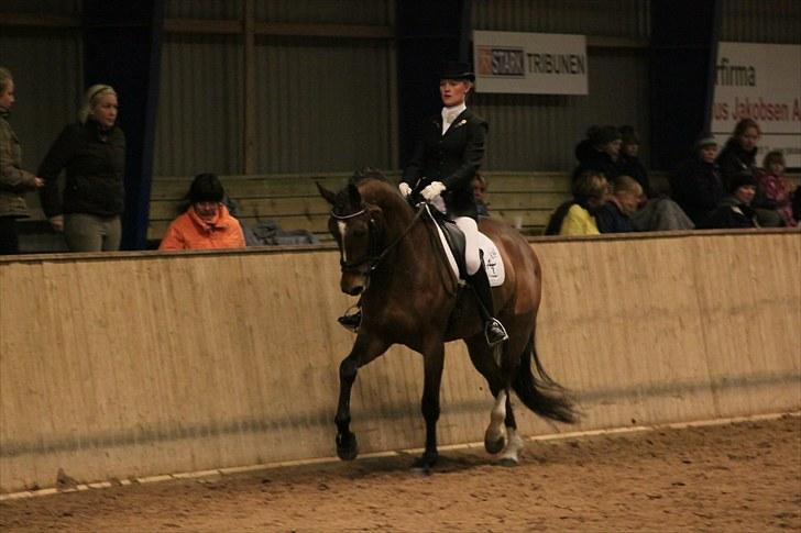 Dansk Varmblod Midt-West Madonna - Distriktsstævne Djursland, marts 2010. MB0 til 67%. billede 10