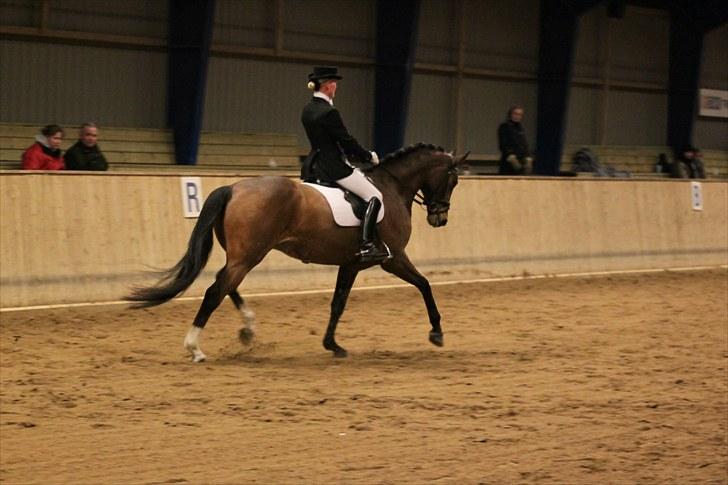 Dansk Varmblod Midt-West Madonna - Distriktsstævne Djursland, marts 2010. Fri trav i MB0. billede 13