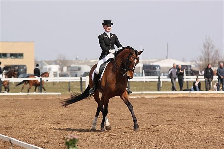 Dansk Varmblod Midt-West Madonna - Distriktsstævne i Grindsted, april 2010. Traversade i MB0. billede 15