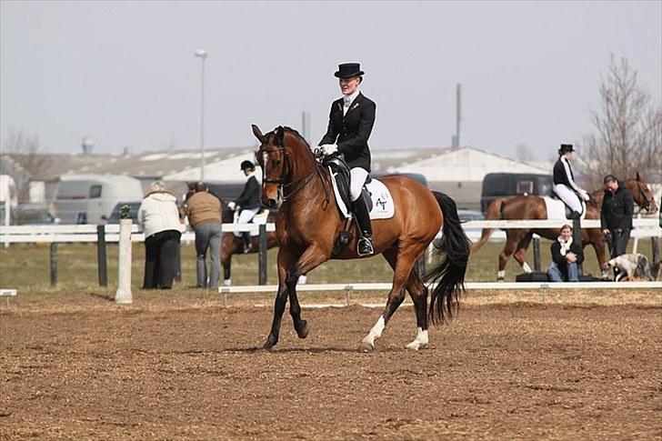 Dansk Varmblod Midt-West Madonna - Distriktsstævne i Grindsted, april 2010. Galop i MB0. billede 16