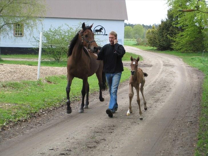 Arabisk fuldblod (OX) Chanel Cosh - Jubii nu skal vi på græs... Chanel 2 dage gammel billede 16