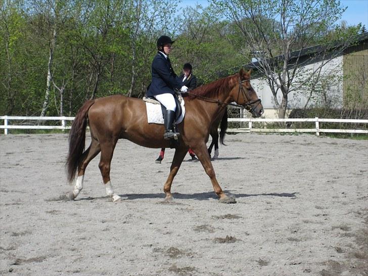 Dansk Varmblod Jack - mig og jack til handicap stævnet på elleslettegård. hvor vi blev nummer 2. billede 11