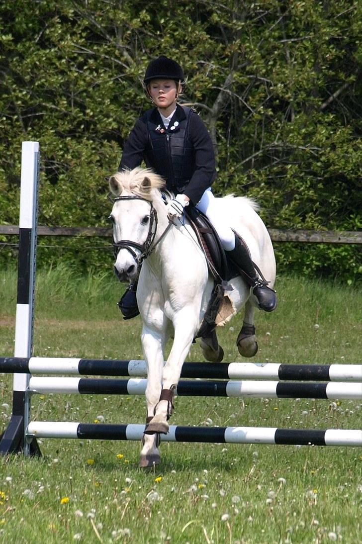 Anden særlig race .» Silver. - HALVPENSION! - stævne aark, 1 plads :D billede 12