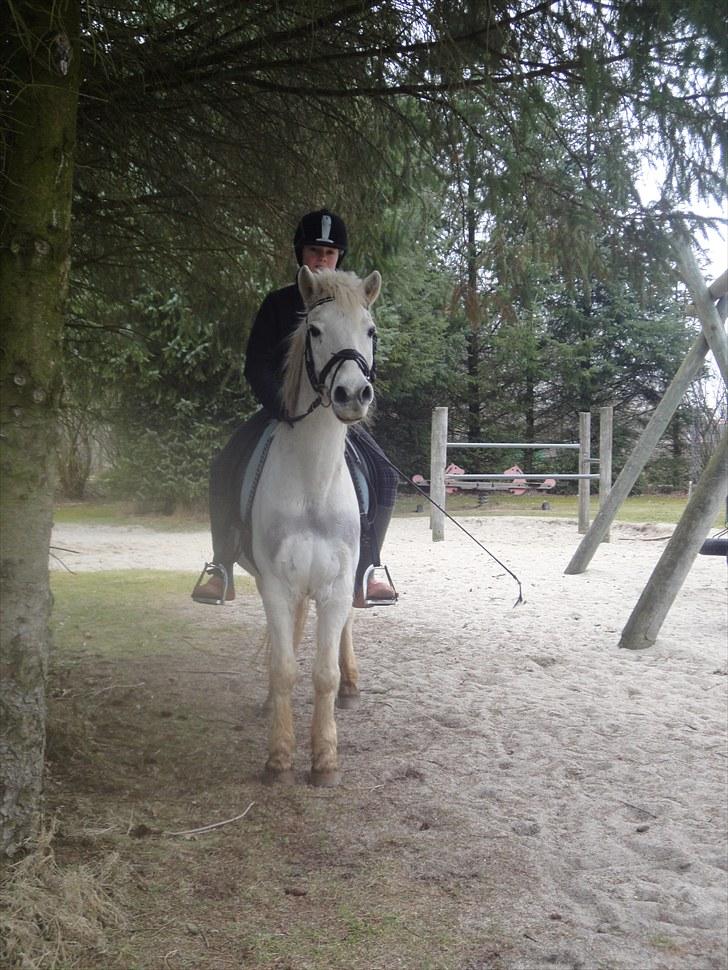 Anden særlig race .» Silver. - HALVPENSION! billede 5