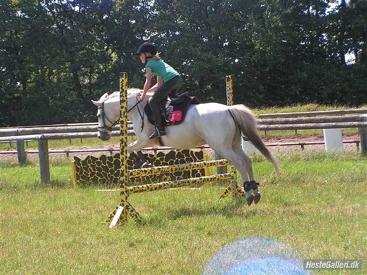 Anden særlig race .» Silver. - HALVPENSION! billede 13