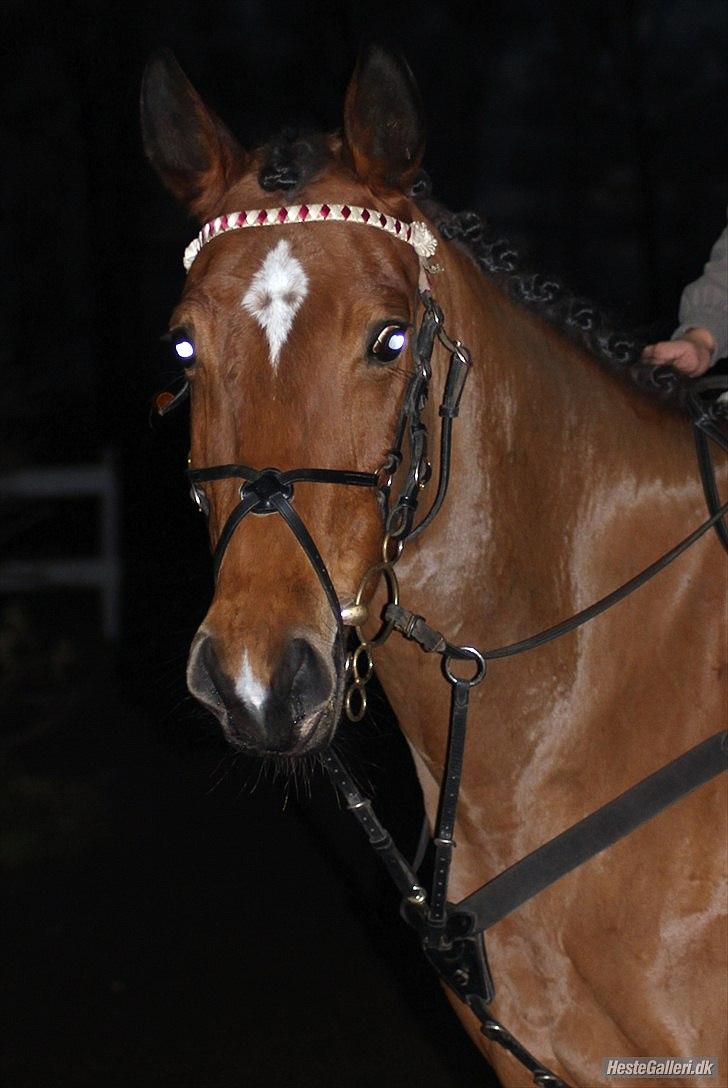 Dansk Varmblod Overgaards Minuet - Verdens - Ifølge mig, blideste, sødeste & smukkeste hest.  billede 18