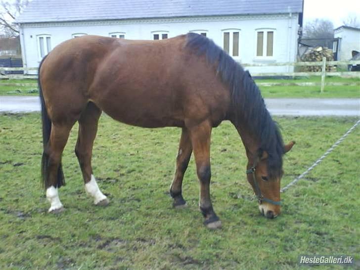 Dansk Varmblod Overgaards Minuet - Minuet vinteren 09. Hold op hvor har hun forandret sig! :-) - Venligst lånt af line dahl. billede 19