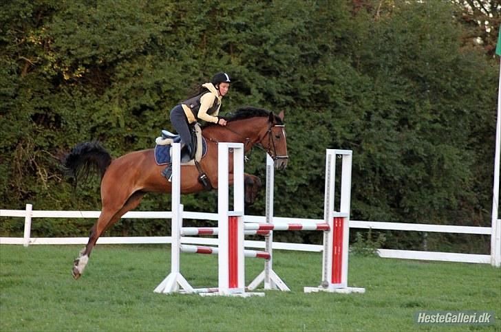 Dansk Varmblod Overgaards Minuet - Dygtig hest  billede 20