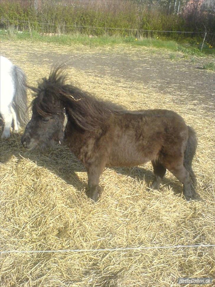Anden særlig race Alladin fra Hersom ( DØD) - det her skulle være min far, Elanko. billede 10