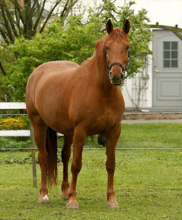 Frederiksborg Lucy - Elsker Lucy, mange flere billeder kommer :o) billede 8