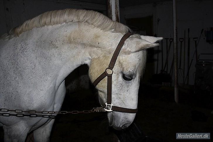 Connemara Rabel'<33 'Solgt'<3 - Hva´ er det? :) billede 13