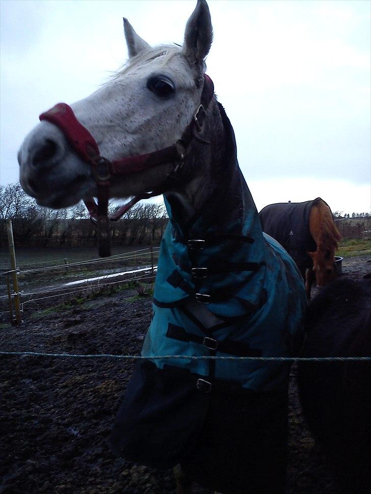 Connemara Rabel'<33 'Solgt'<3 - Se lige mig :) billede 14