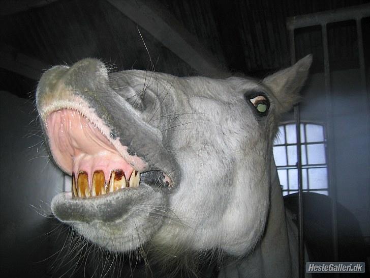 Connemara Rabel'<33 'Solgt'<3 - SMIIIIIIIIIIIL!! :D billede 15