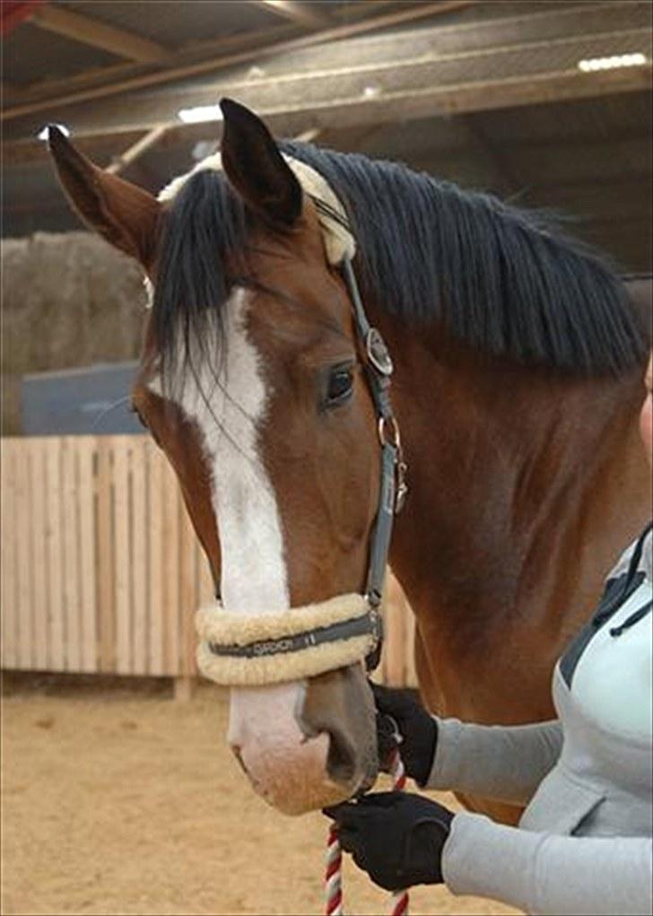 Dansk Varmblod Monsieur Don-Bell - R.I.P - MDB <3 efter 3. gangs løs springning :* billede 11