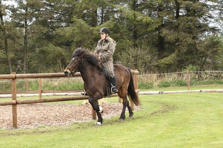 Islænder Björk fra Juelsgård - Uh, tölt med lukkede øjne(; billede 13