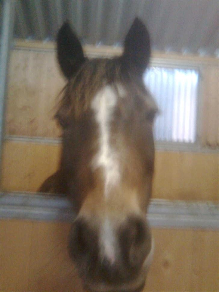 Anden særlig race Bonnie billede 3