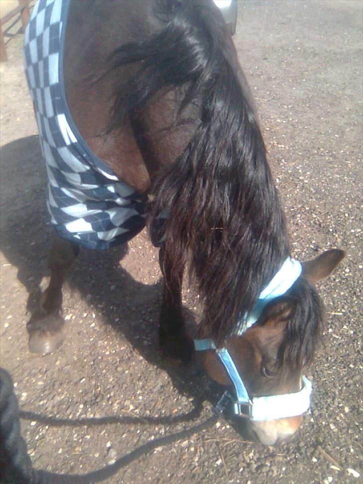 Anden særlig race Bonnie billede 6