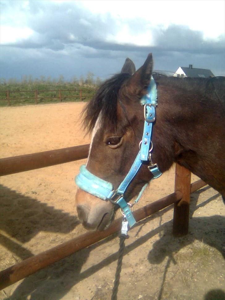 Anden særlig race Bonnie billede 7