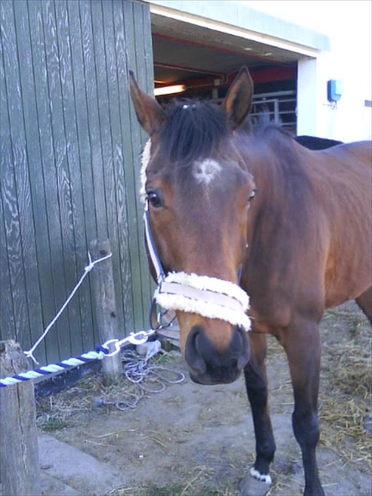 Fuldblod (XX) Angelo <3 - Hygge ude i det gode vejr :) billede 3