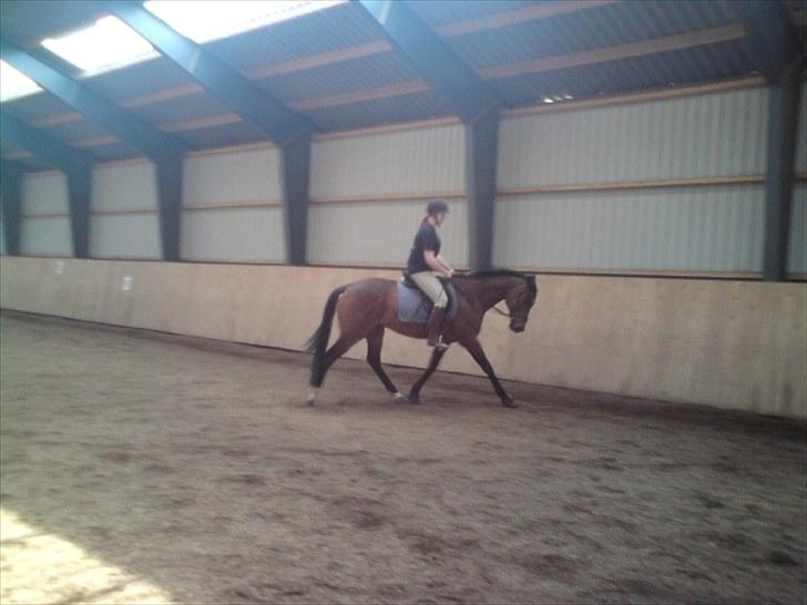 Fuldblod (XX) Angelo <3 - Opvarmning dressur d. 17 Maj :) billede 8