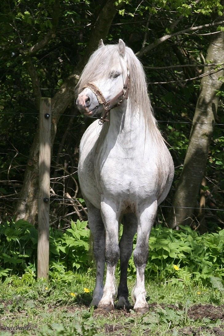 Welsh Mountain (sec A) Rhydgwillim Paddy - 1.kl. billede 13