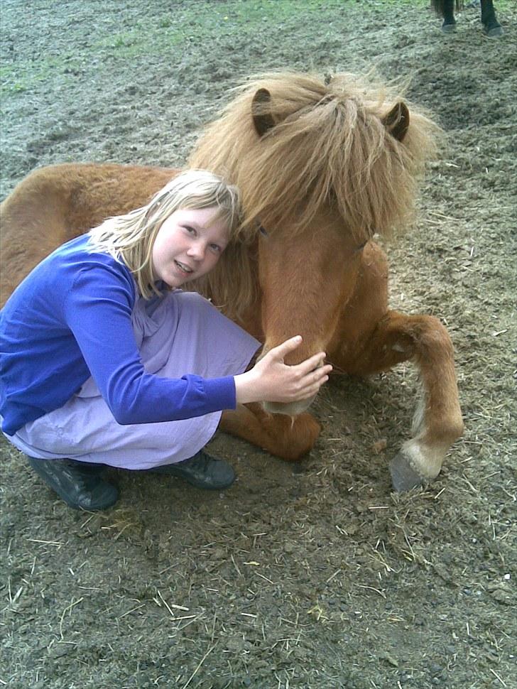 Islænder skölli - mig og skölli billede 4