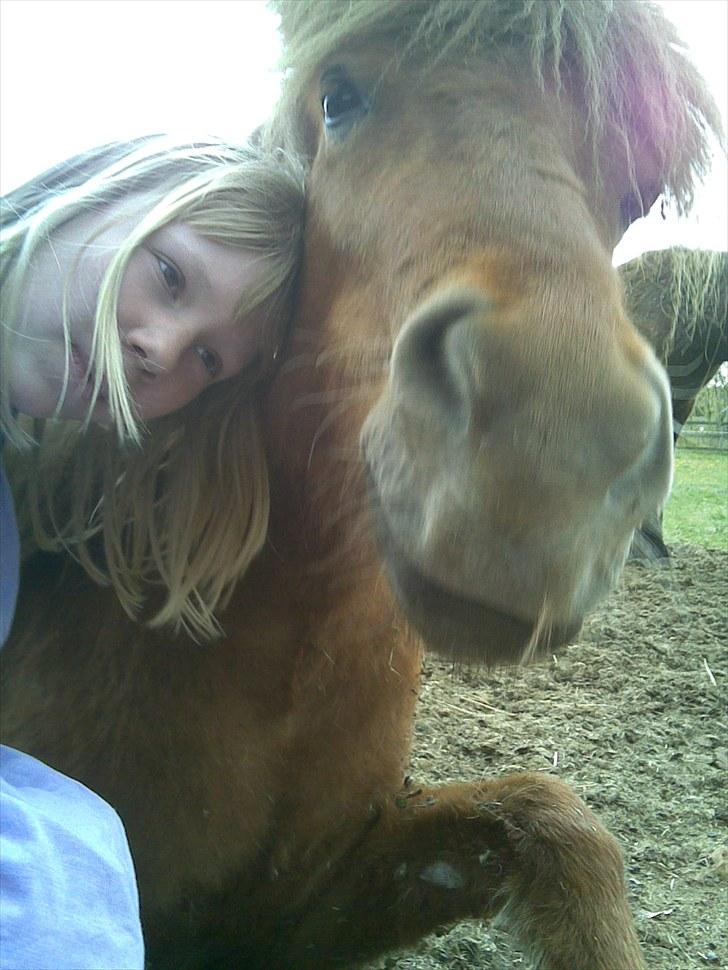 Islænder skölli billede 5