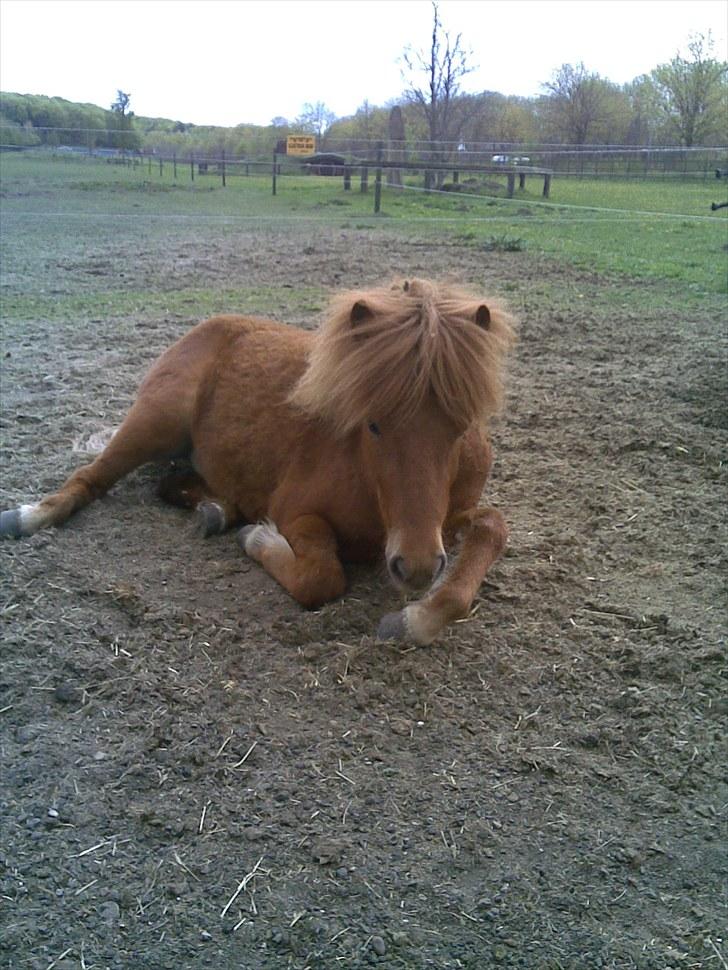 Islænder skölli - skölli sover billede 6