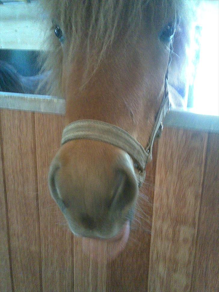 Islænder skölli - ja det var godt billede 7