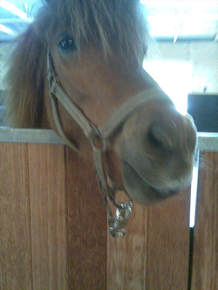 Islænder skölli billede 8