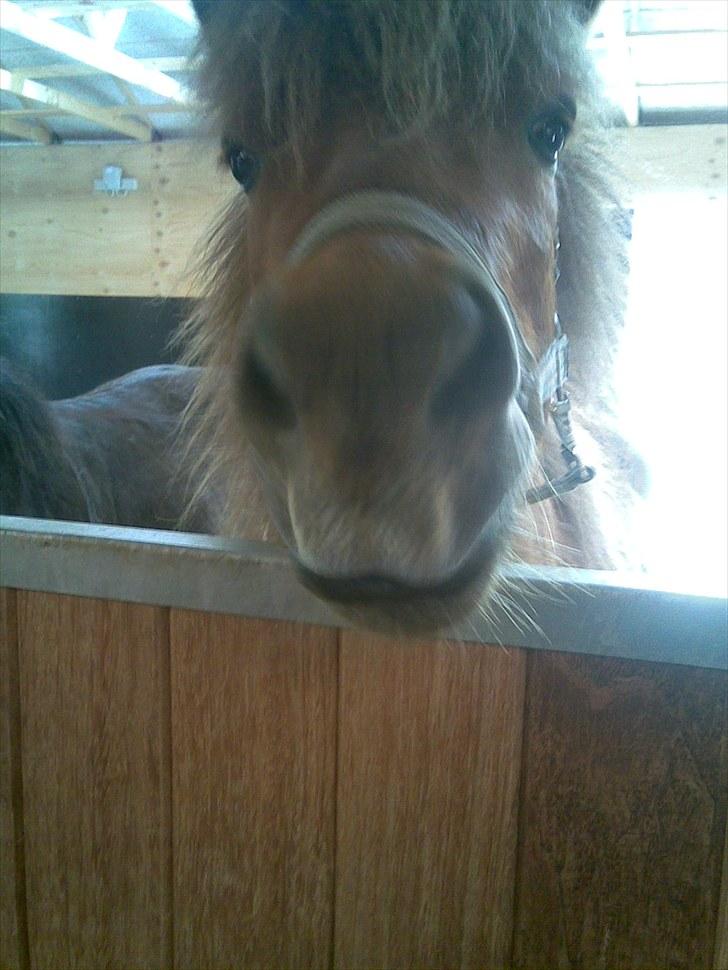 Islænder skölli - se mig billede 9