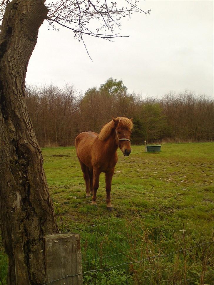 Islænder Nókkvi - På besøg hos Iben, hvor han står nu ;D billede 15