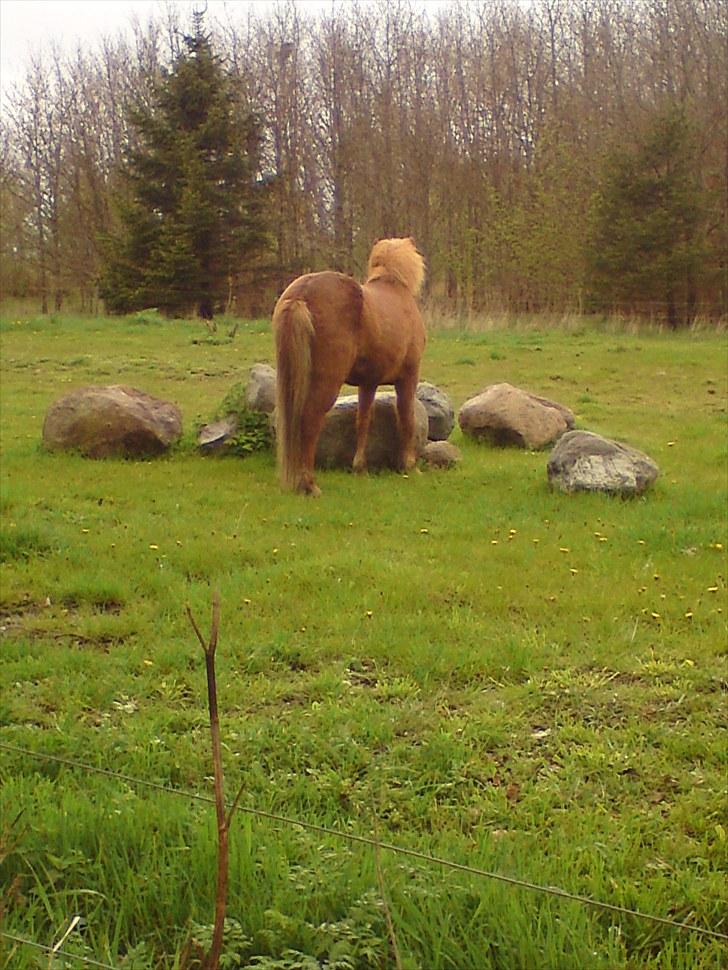 Islænder Nókkvi - Farvel herfra :) Smid gerne en kommentar og en bedømmelse d; billede 16