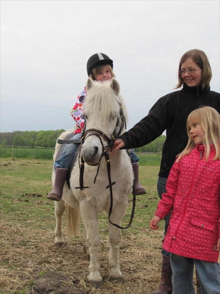 Anden særlig race Merrylegs billede 4