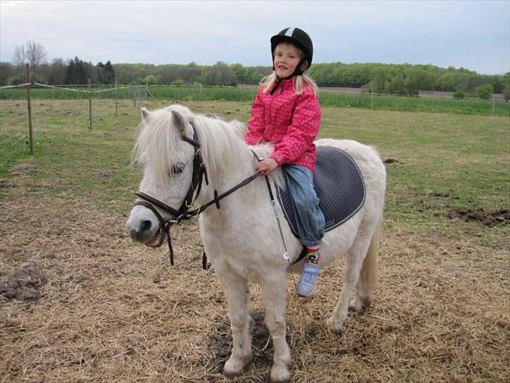 Anden særlig race Merrylegs billede 5