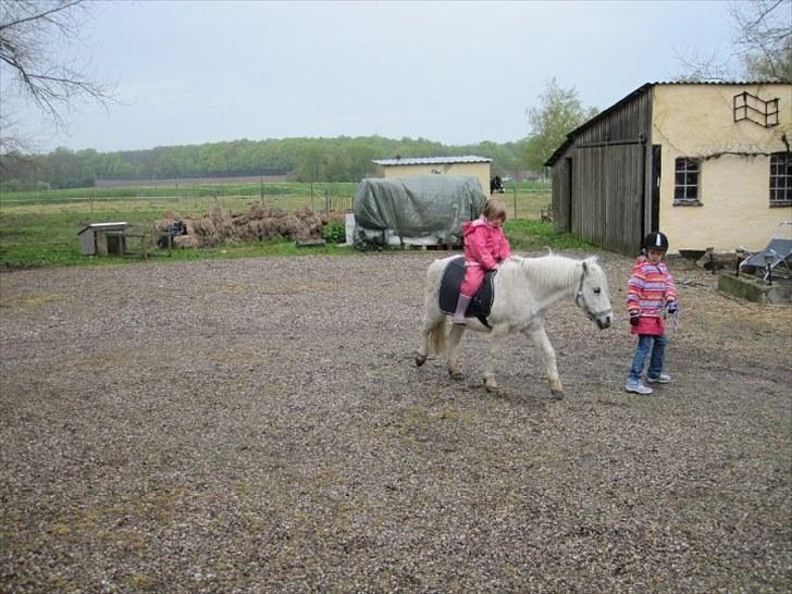 Anden særlig race Merrylegs billede 6