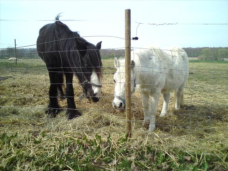 Anden særlig race Merrylegs billede 7