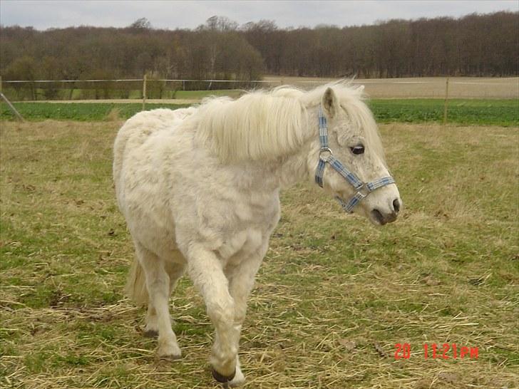 Anden særlig race Merrylegs billede 8