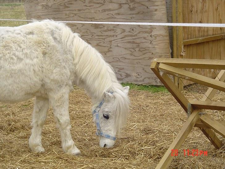 Anden særlig race Merrylegs billede 9