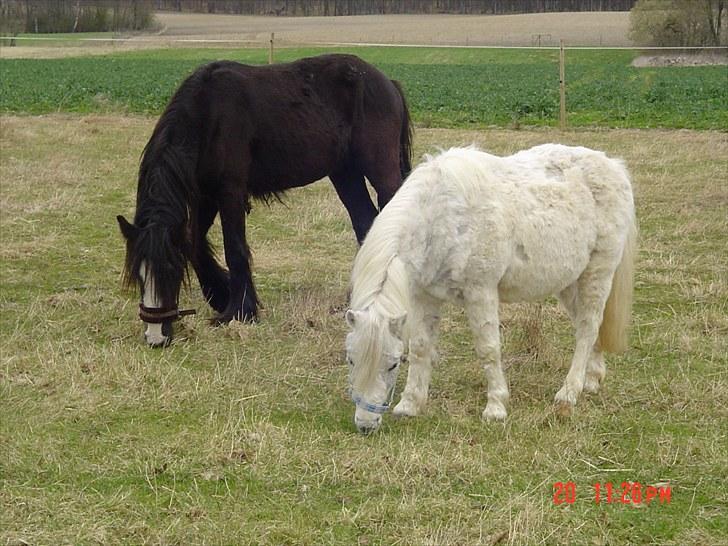 Anden særlig race Merrylegs billede 10
