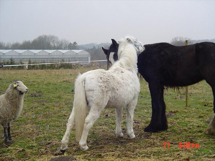 Anden særlig race Merrylegs billede 11