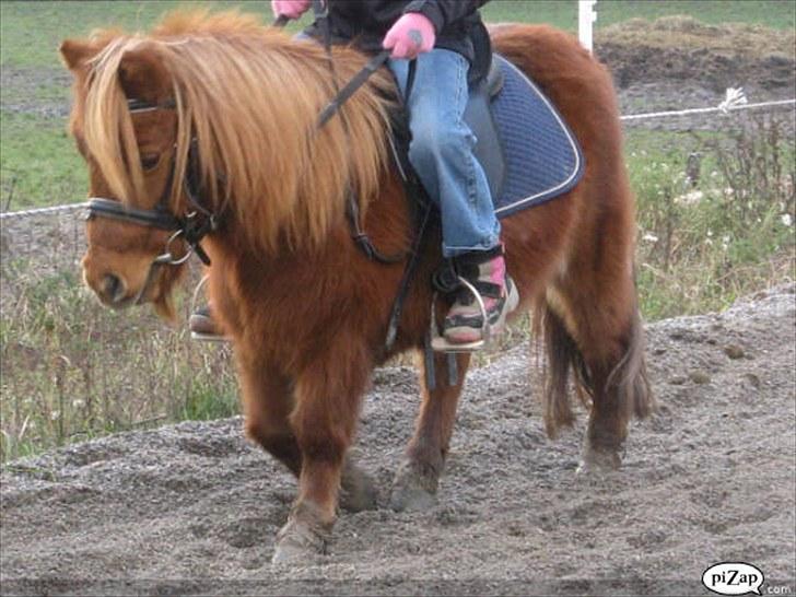 Shetlænder Mira Bella Bomlund billede 6